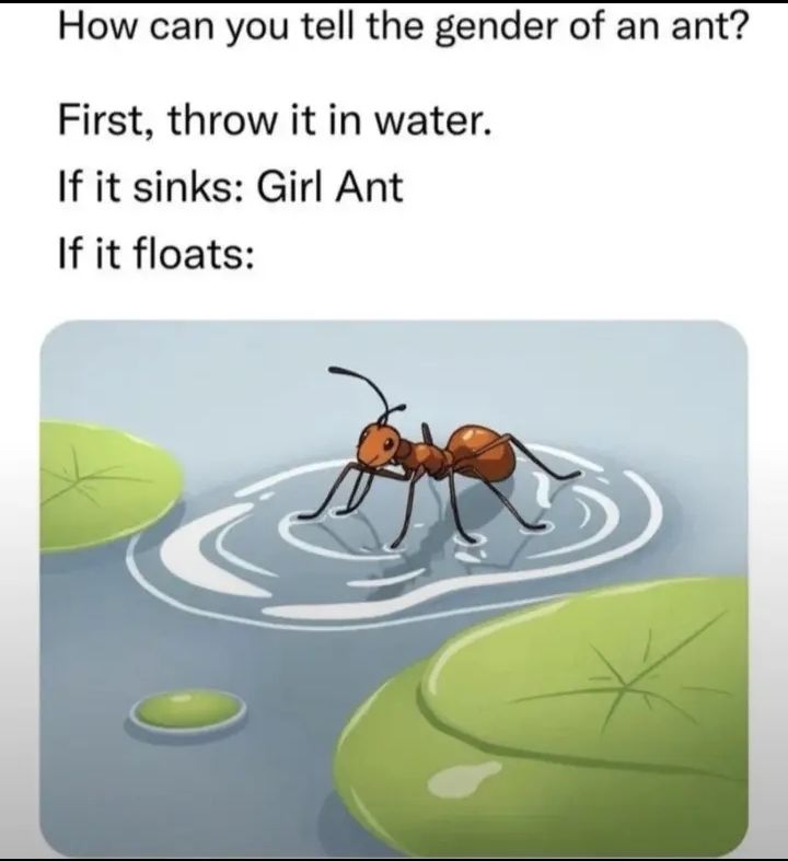 - ᄒ ᴥ ᄒ -