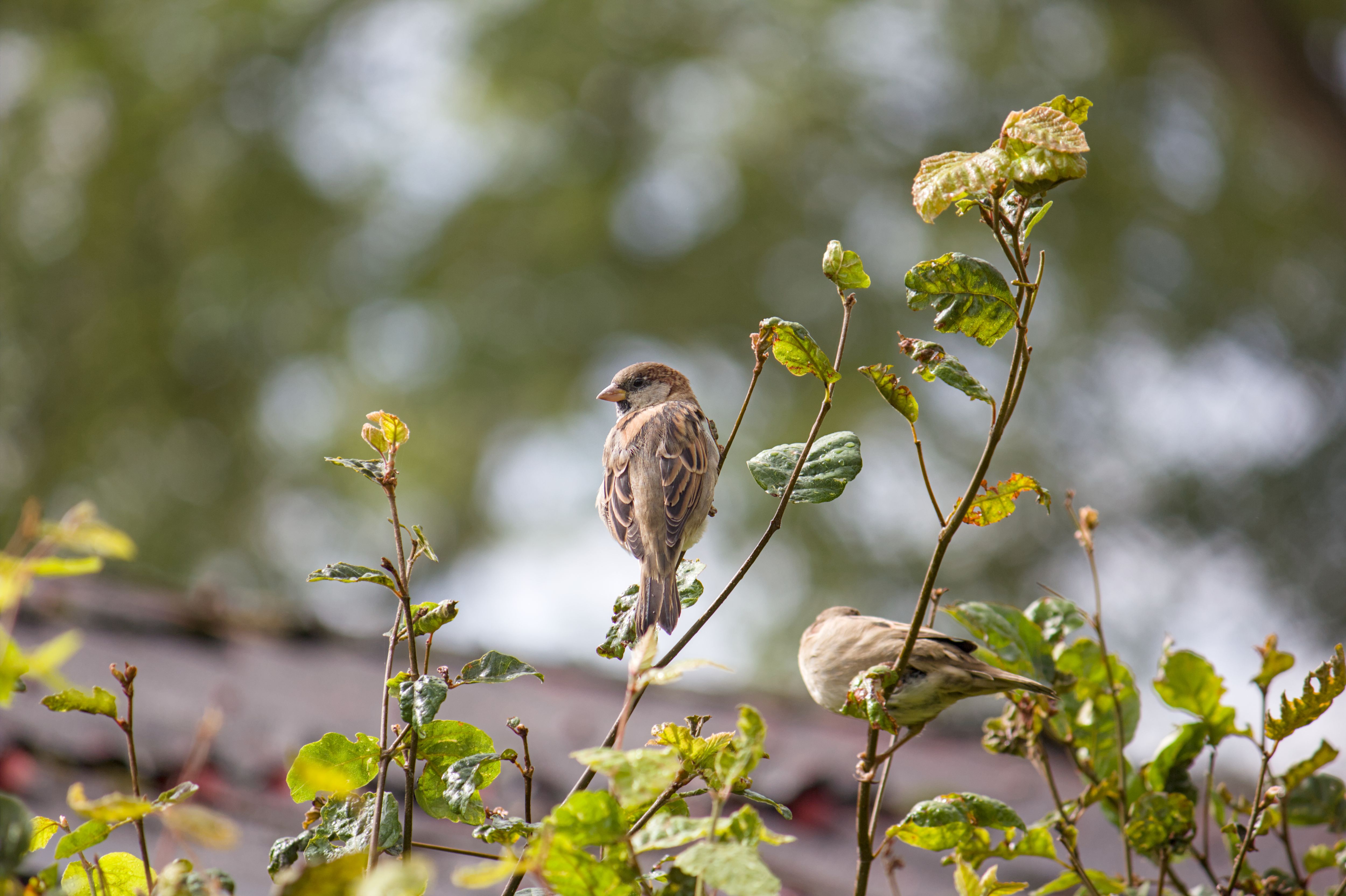 Bird Pic #5, house sparrow