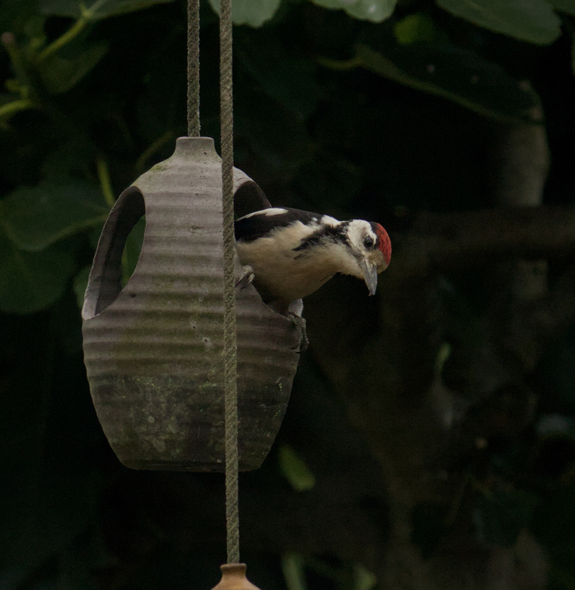 Bird Pic 6; Great Spotted Woodpecker