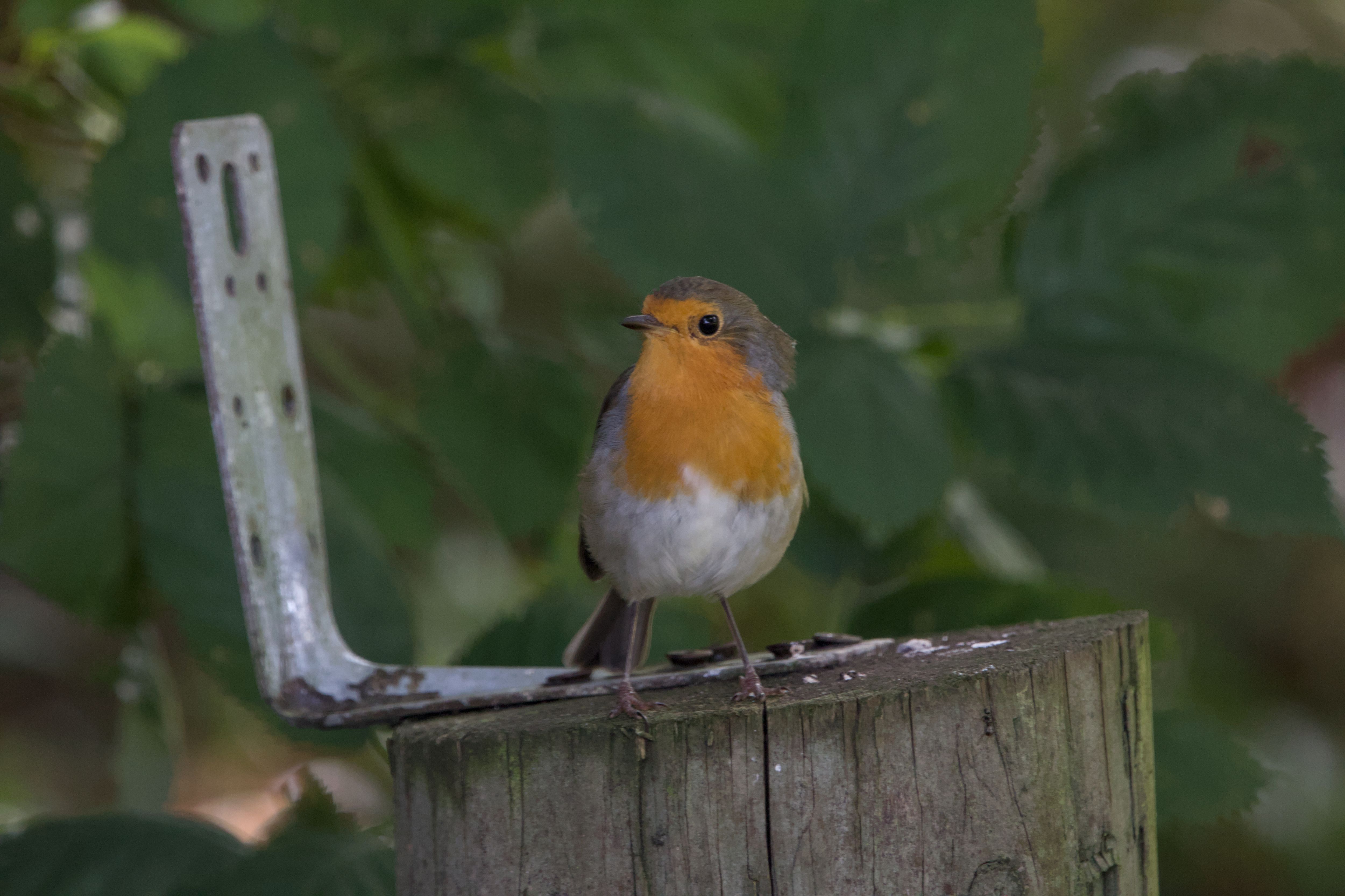 Bird Pic #7, European Robin