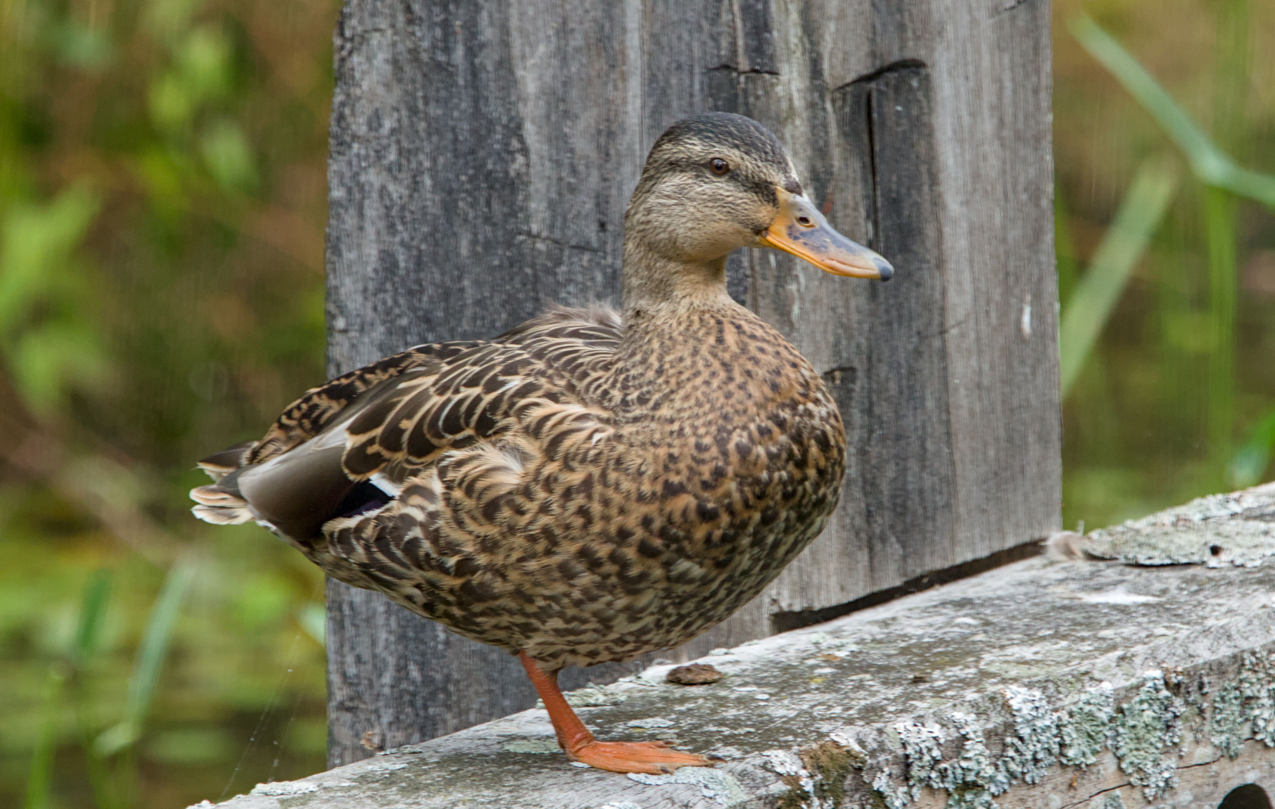 Bird Pic #8, Mallard