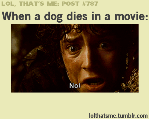 Not the dog