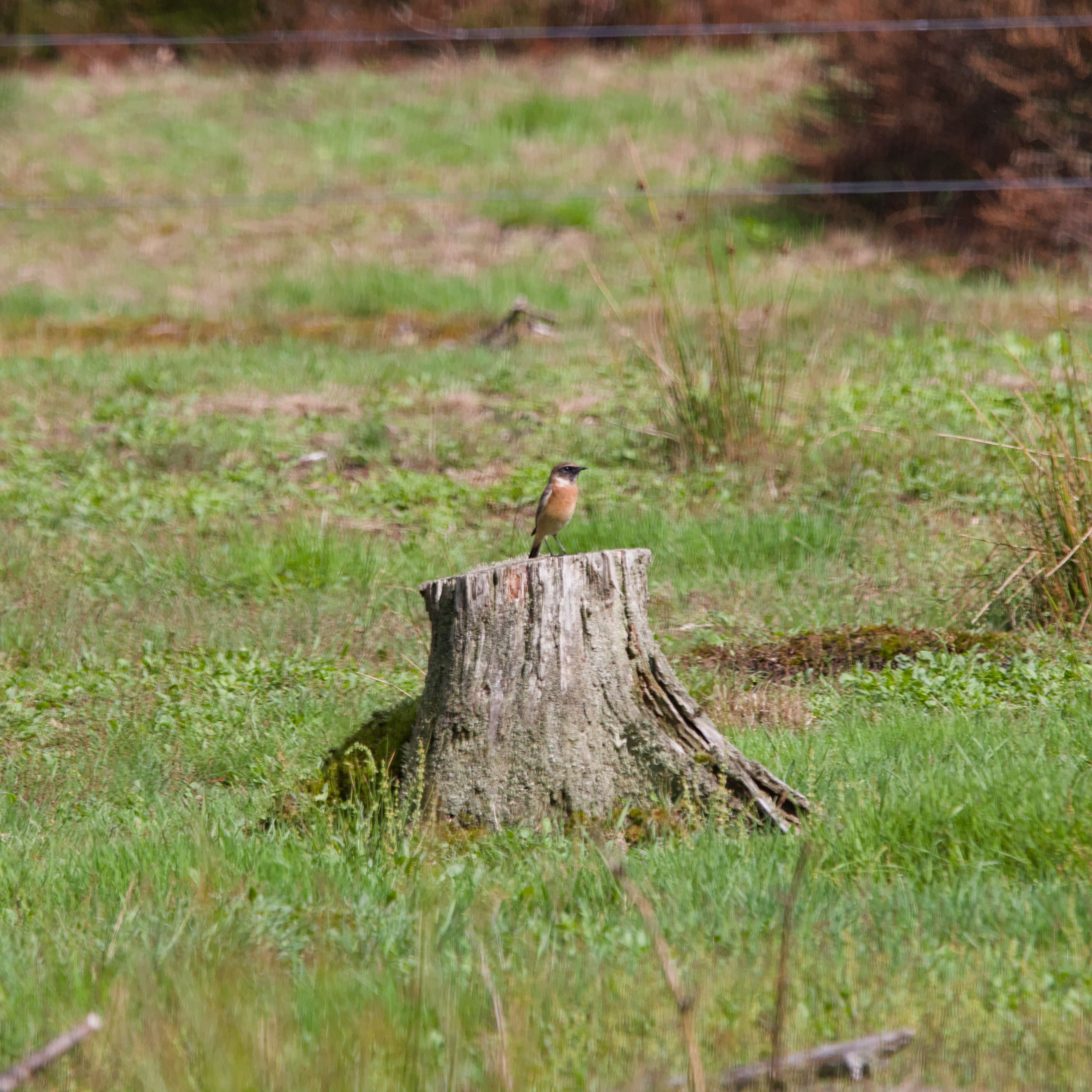 Bird Pic #9, European Stonechat
