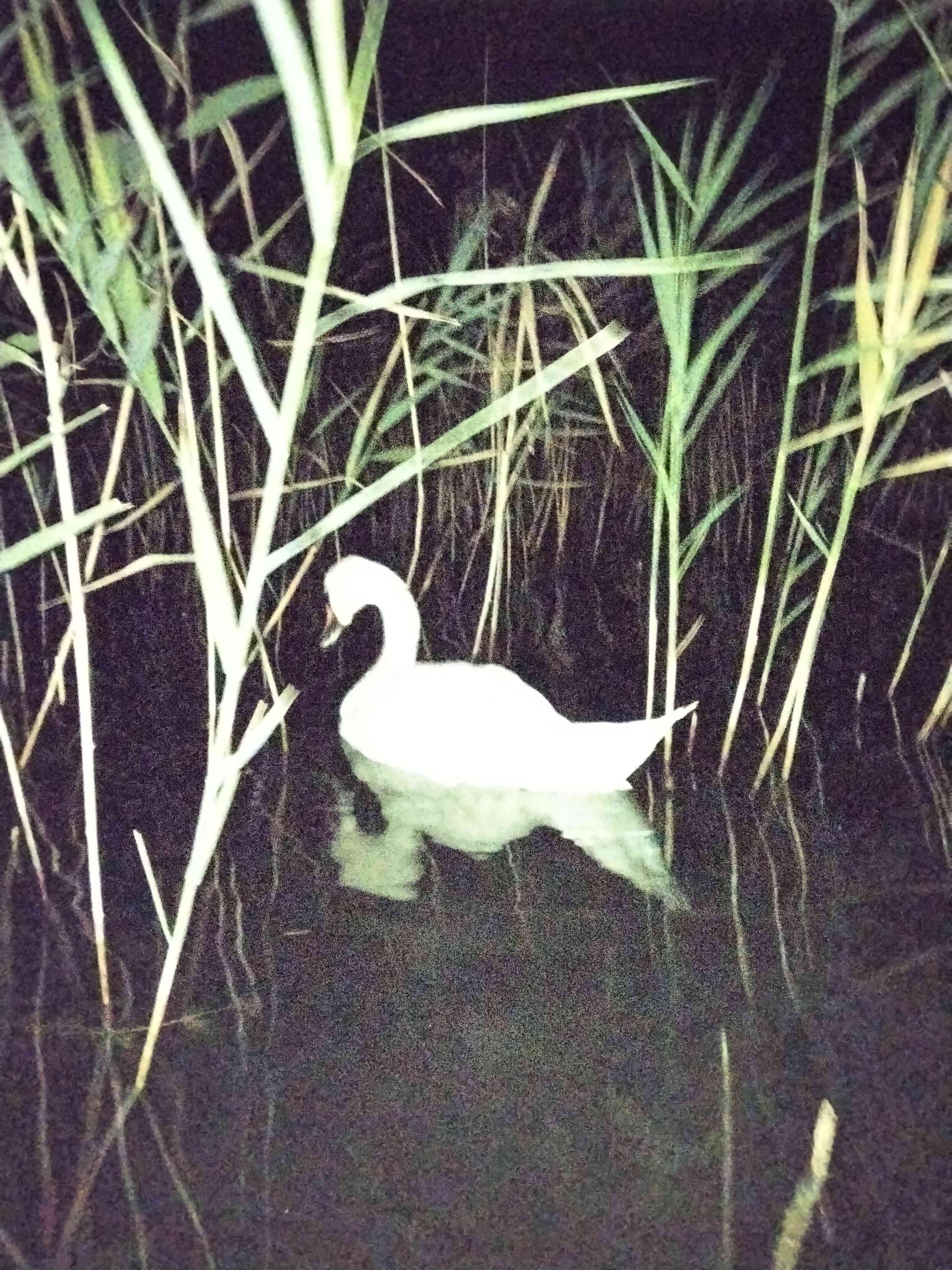 some of my bird photography, the elegant swan