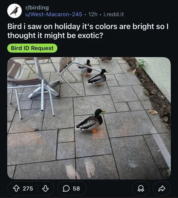 rеddit moment