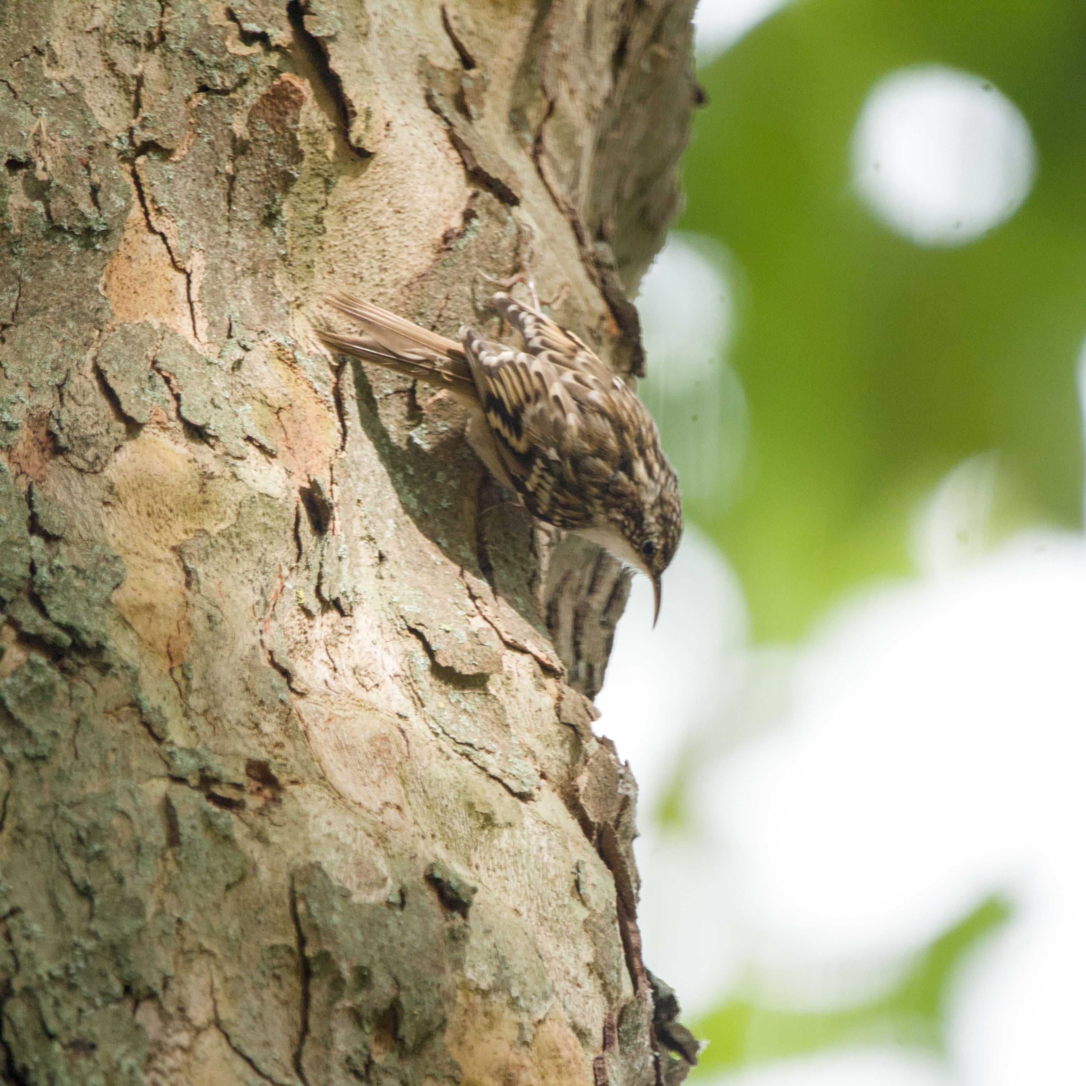 Bird Pic #10, short-toed treecreeper