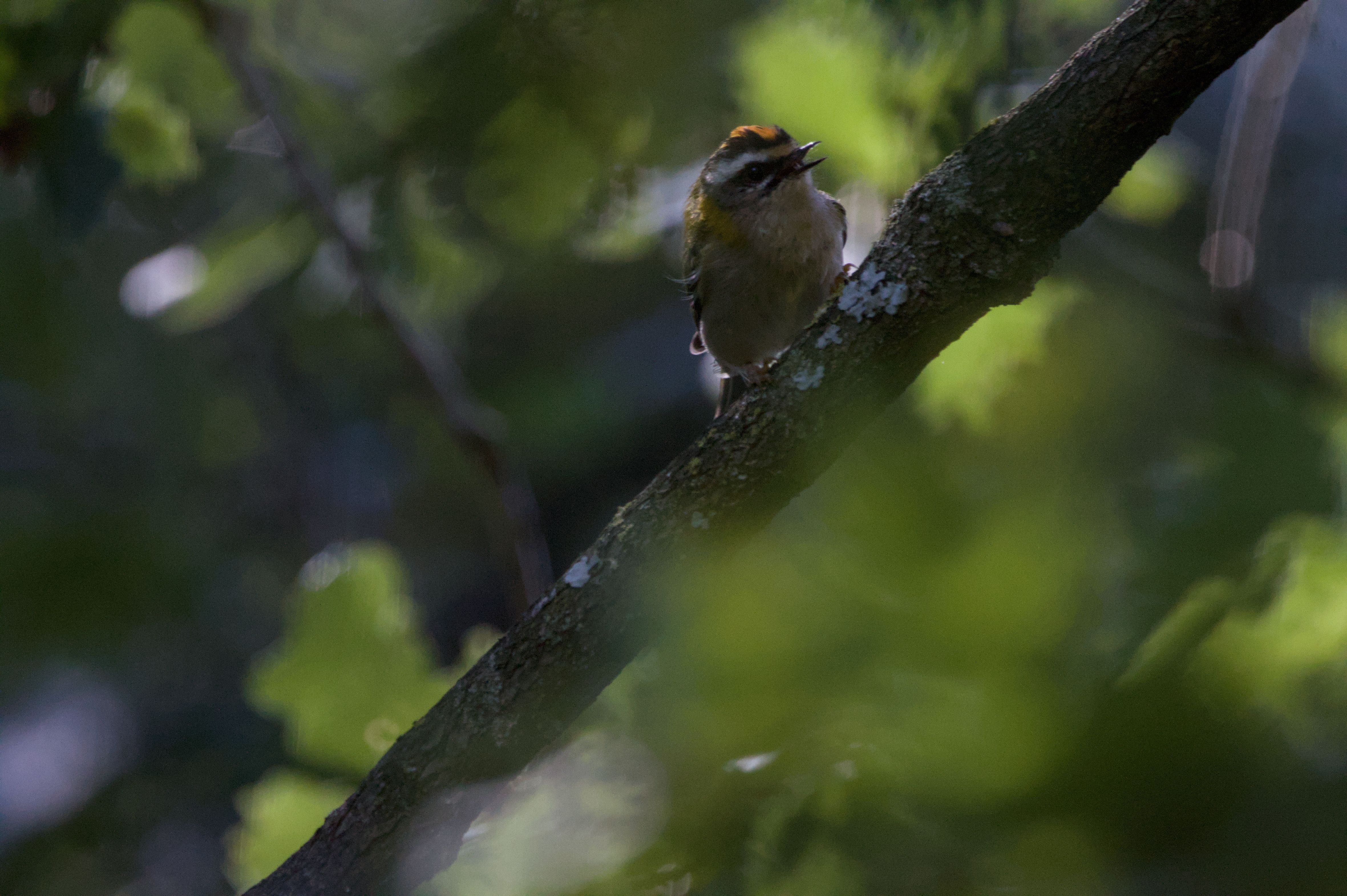 Just Kidding Here's Another Bird Pic #11, Firecrest