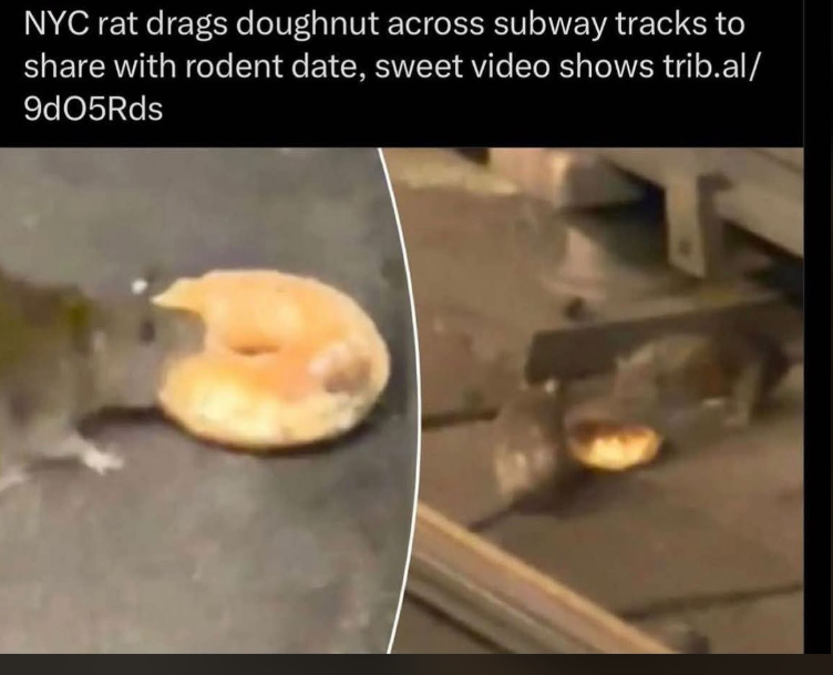 tfw no cutiepie rat gf
