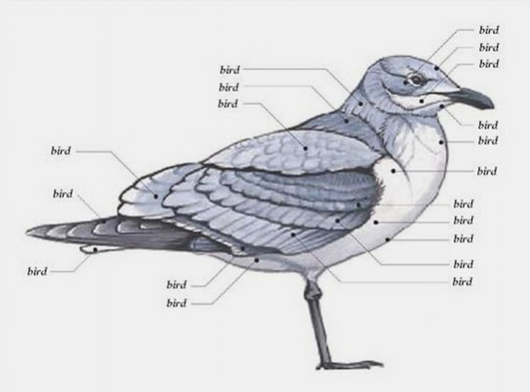 Bird Anatomy