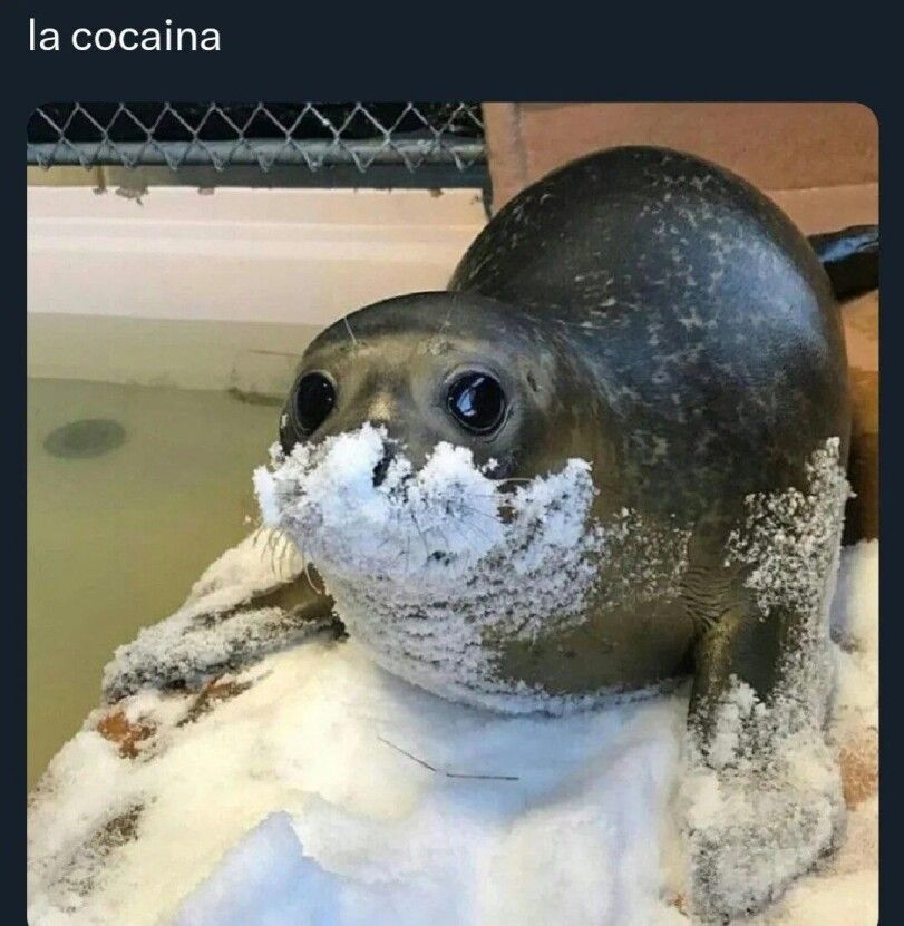 la cocaina