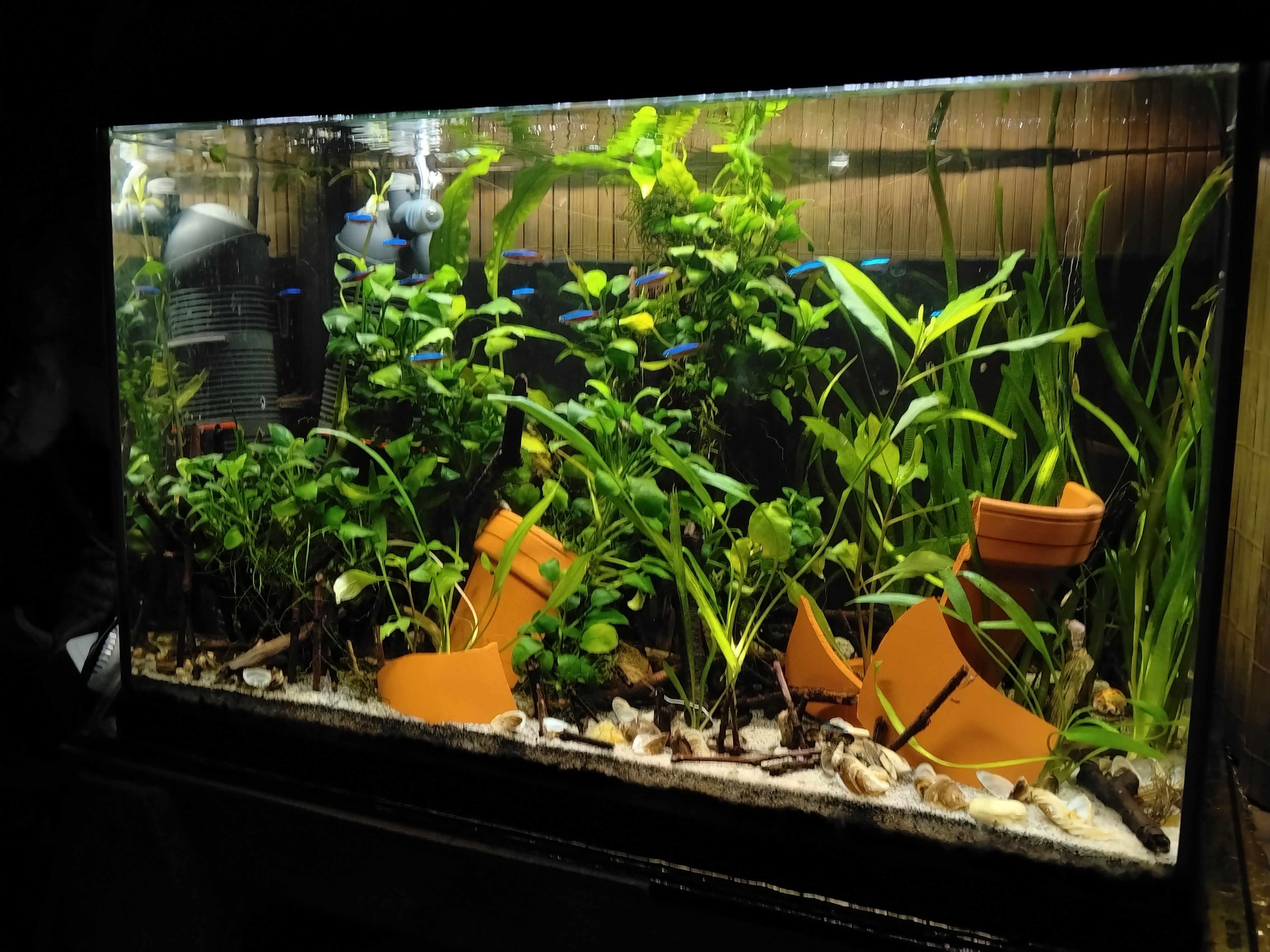 my cardinal tetra fish tank