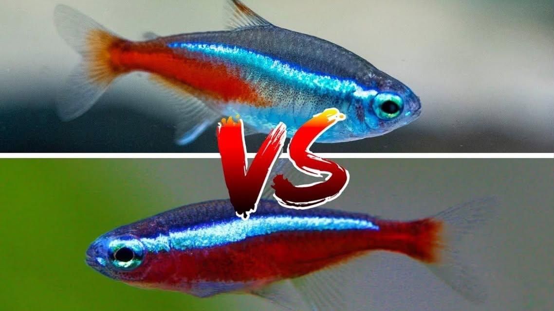 who do you reckon will win