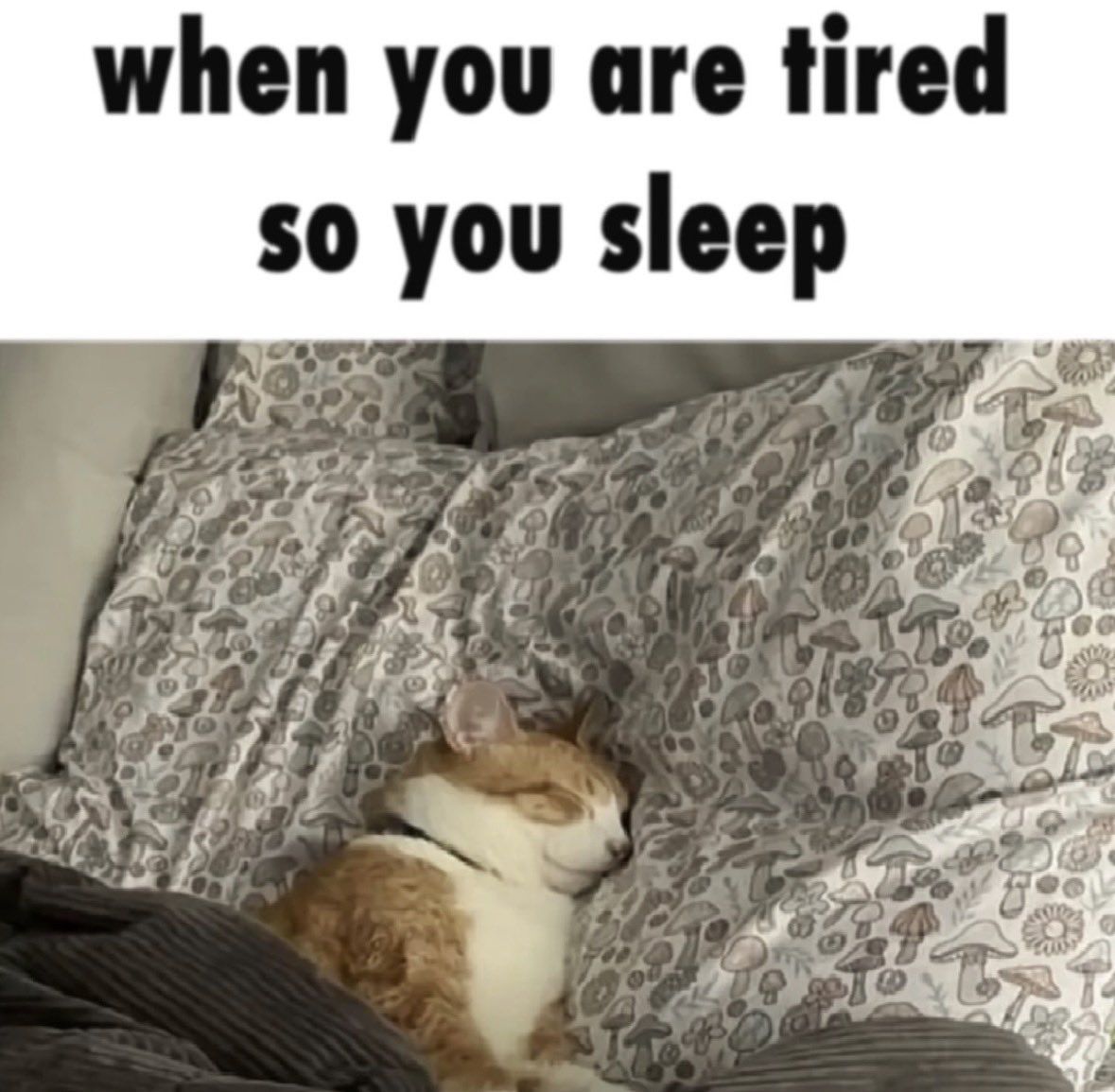 gn.