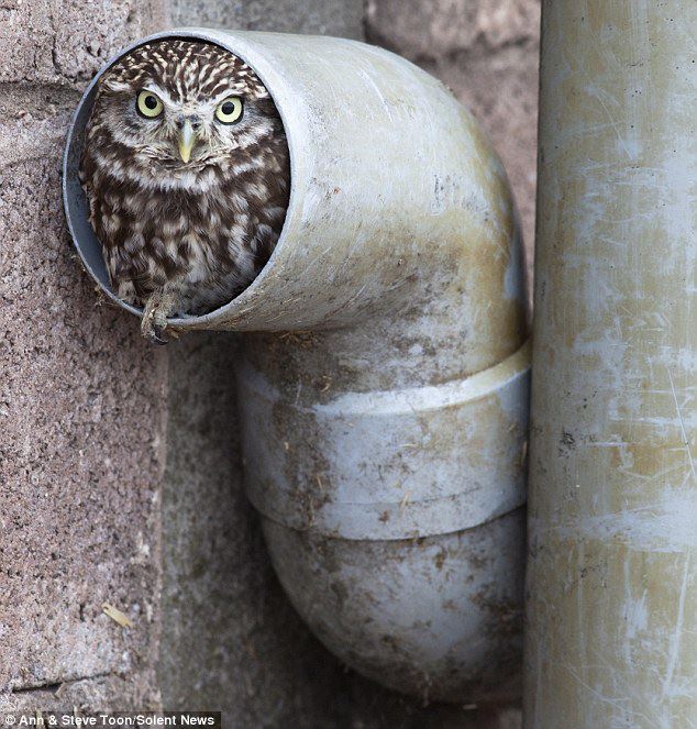 A Little Owl (Athene noctua) named Eggnog has made an unused drainpipe his little home at the Silverband Falconry in Cumbria, United Kingdom.