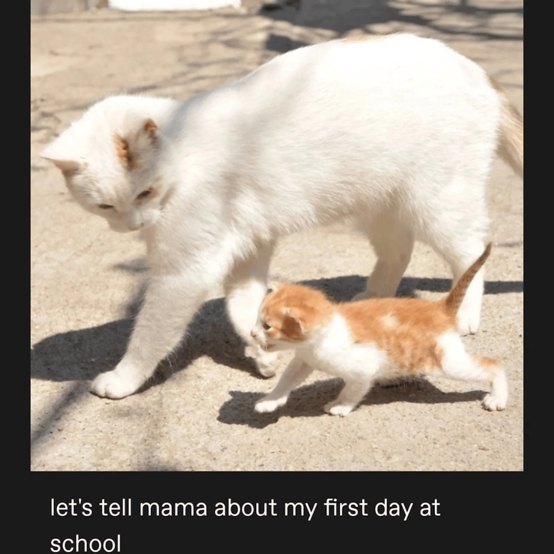 ₍˄·͈༝·͈˄₎