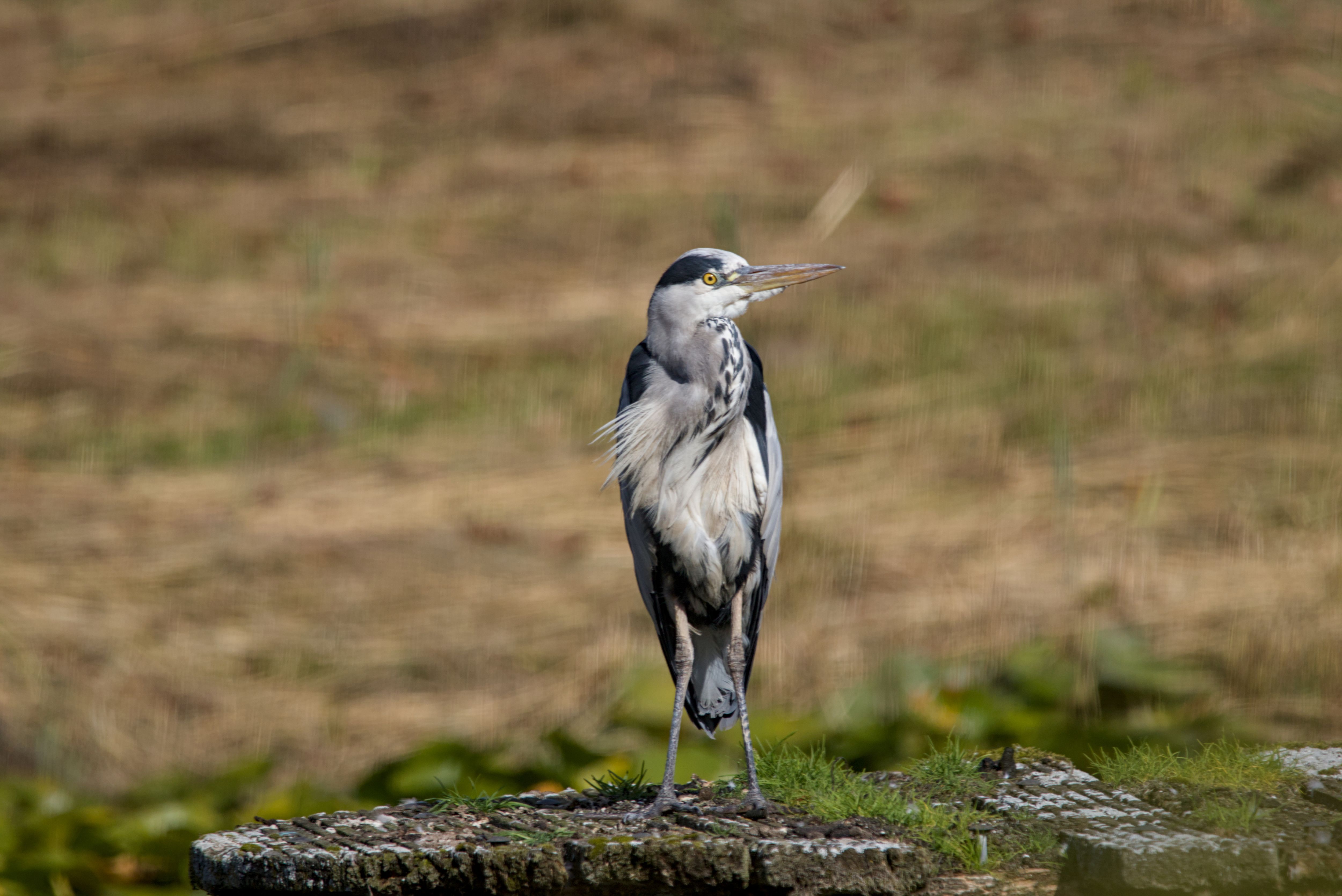 Bird Pic #idk, Great Blue Heron