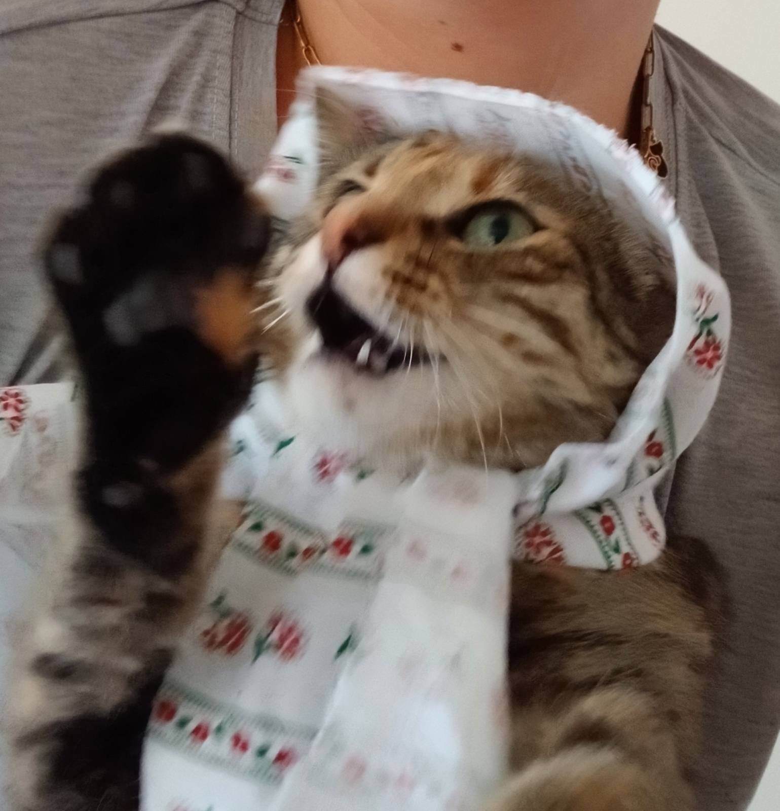 Babuska says hi