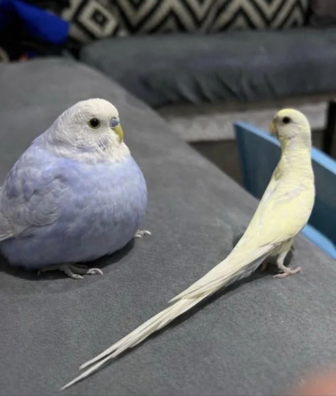Me n who