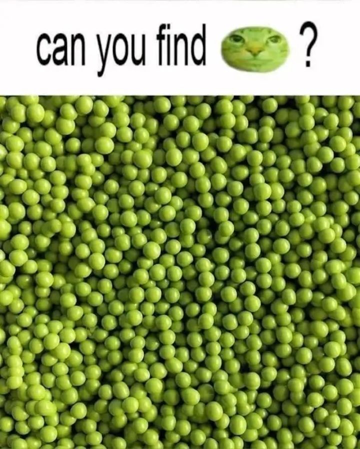 ( ^ . _ . ^ ) ﾉ