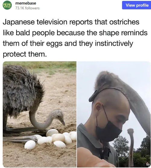 bold of you