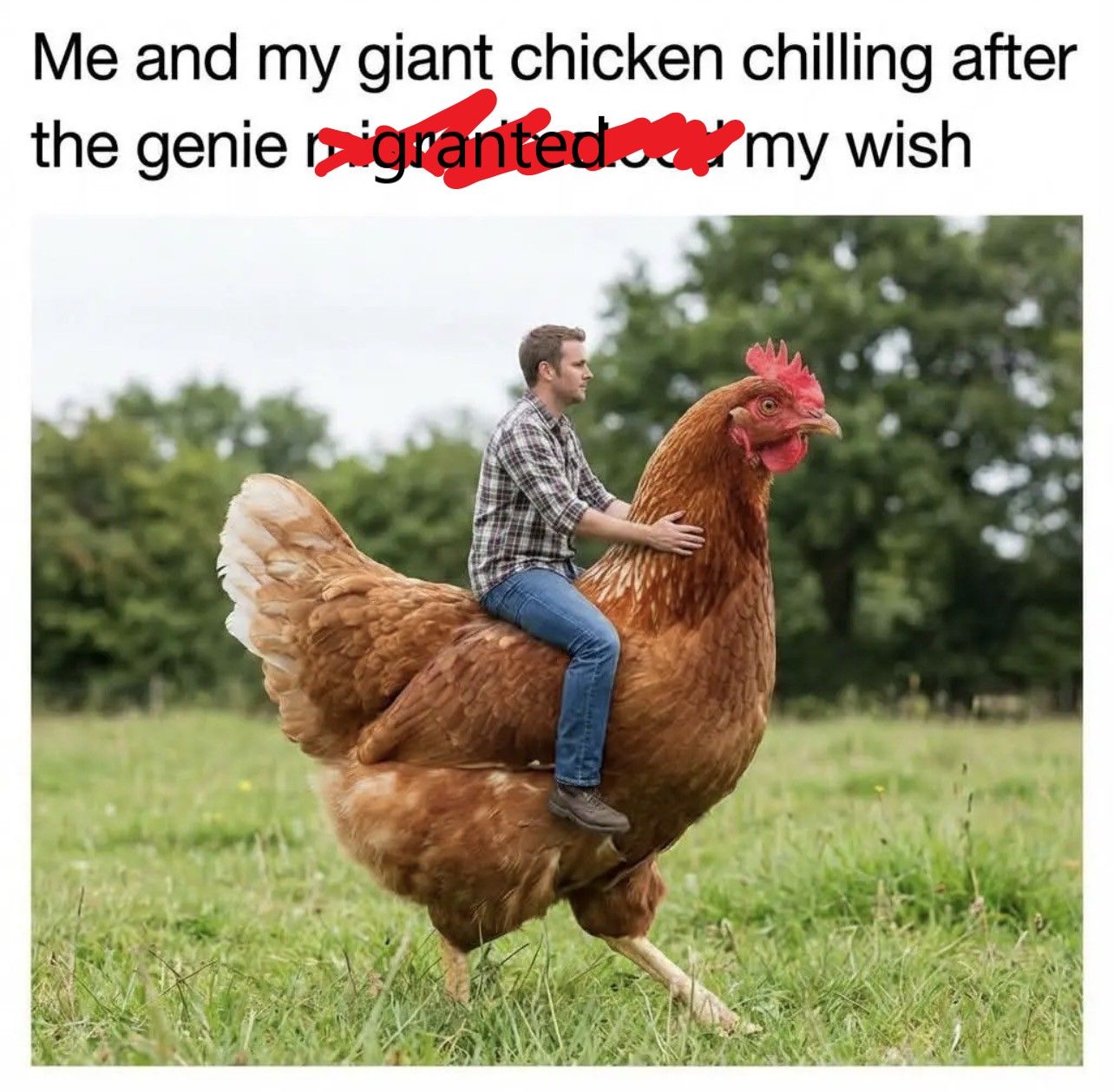 Bacawk!