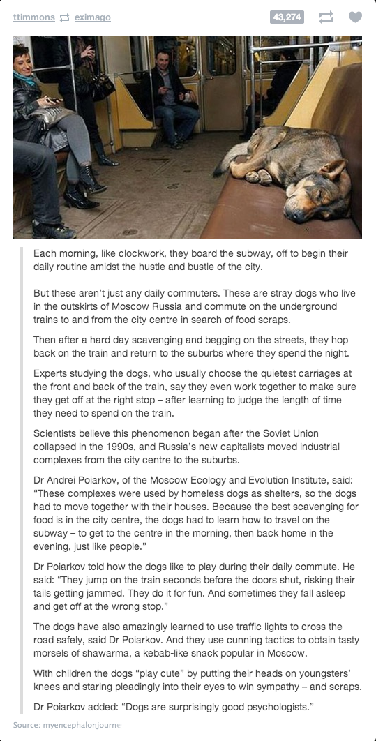Psychologistically homeless dogs in Russia