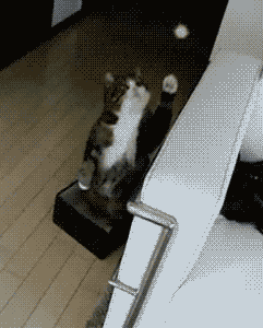 Cat is Having a Hard Time With This Standing Stuff