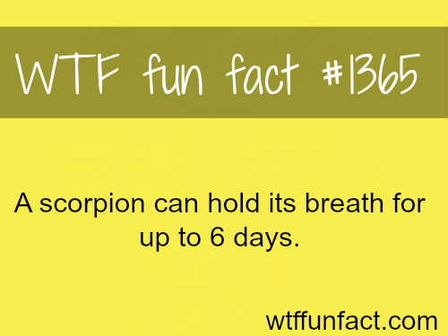 Scorpions are badass.