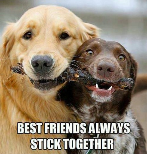 Did you get it? They stick - the stick... Nevermind...