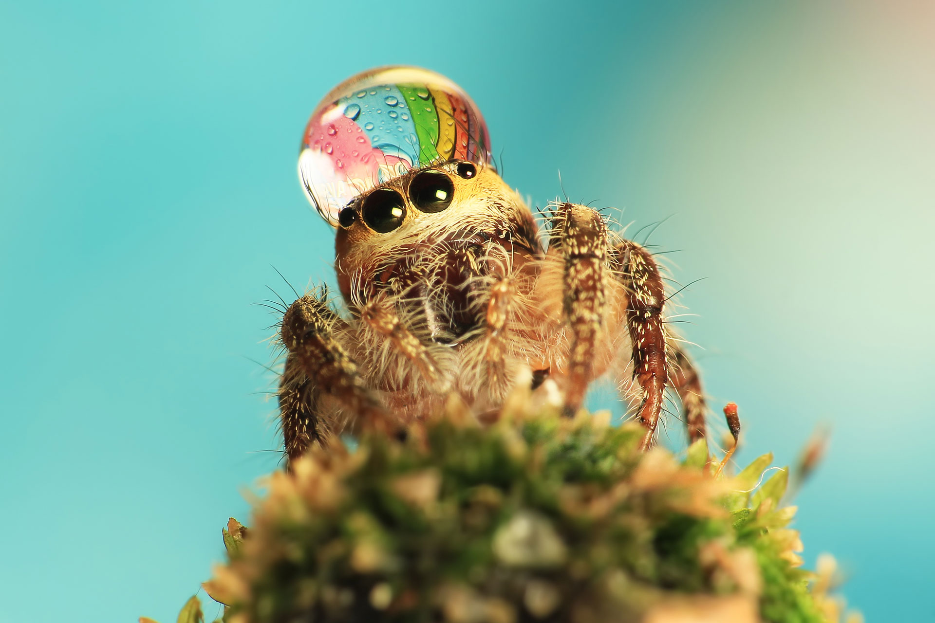 Just a spider with a hat.