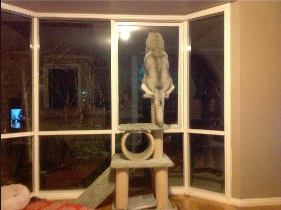 Day 18: Cat does still not realize i'm here.