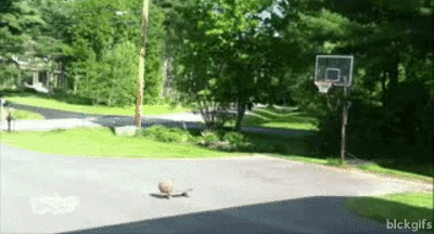 Amazing basketball trick shot