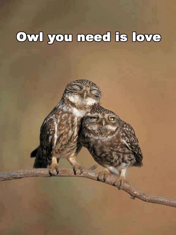 Owl you need is love!