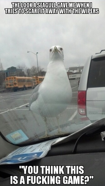 Seagulls these days...