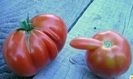Naughty Tomatoes...