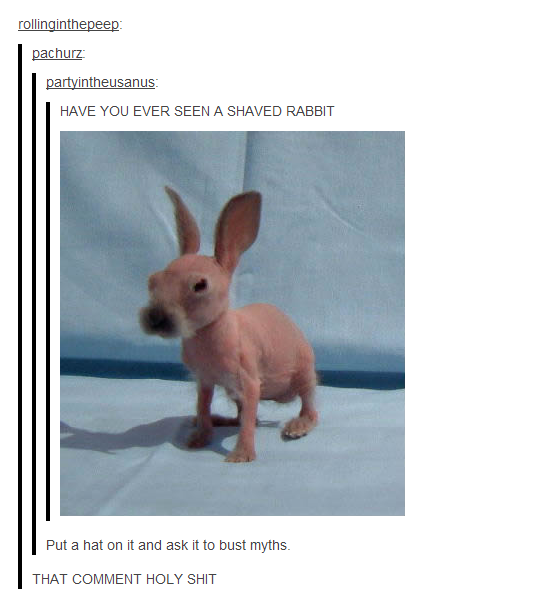 Why would you shave a rabbit...