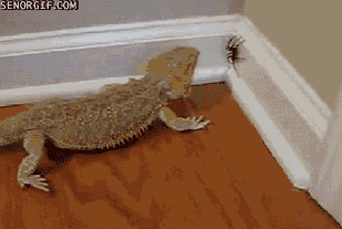 The Bearded Dragon, Destroyer of Nopes