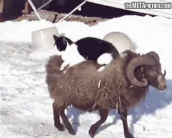 Pussy gets "rammed"