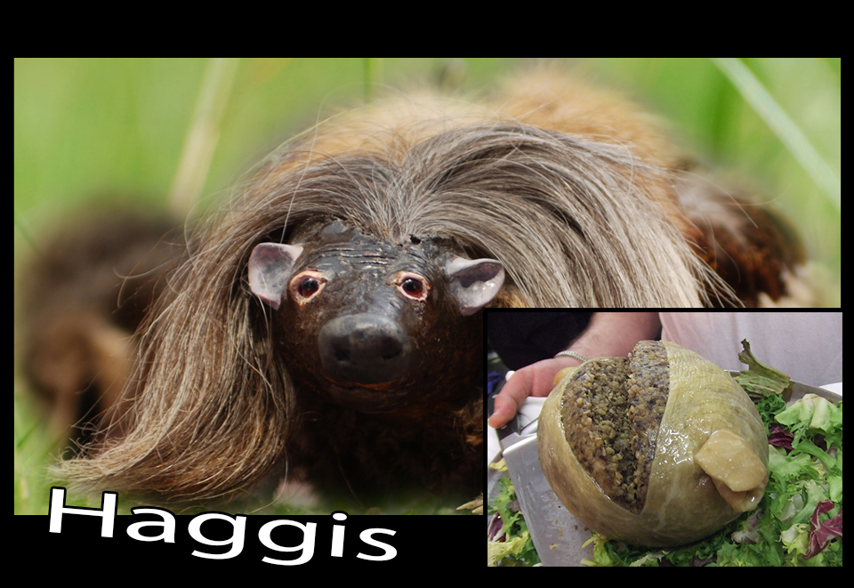 Haggis