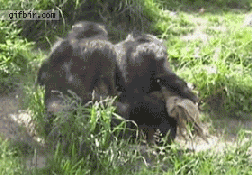 Synchronised Chimps