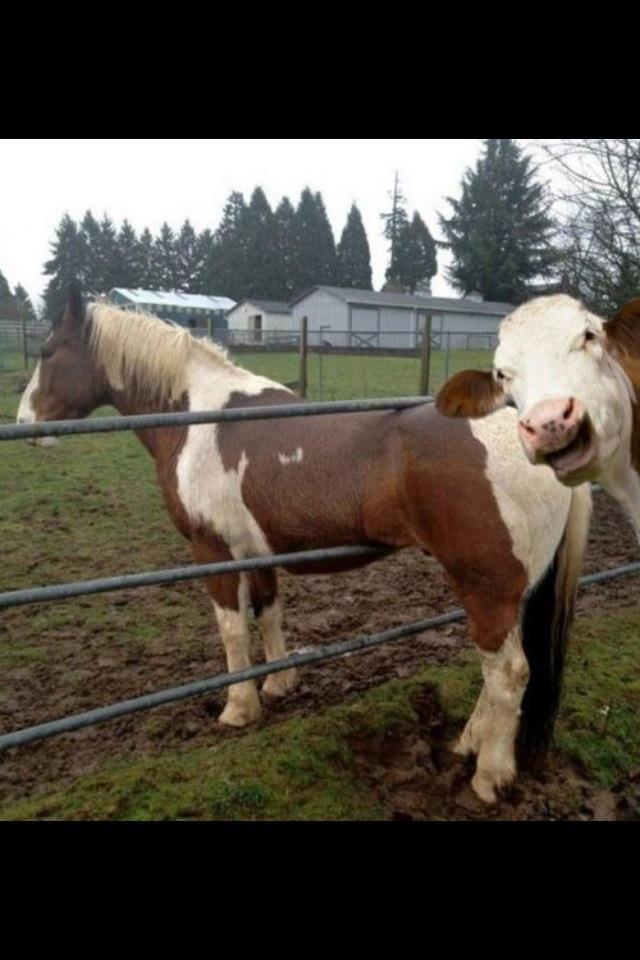 Cow - &quot;AHAHAHA! This guy's an idiot. Quick, get a picture!&quot;