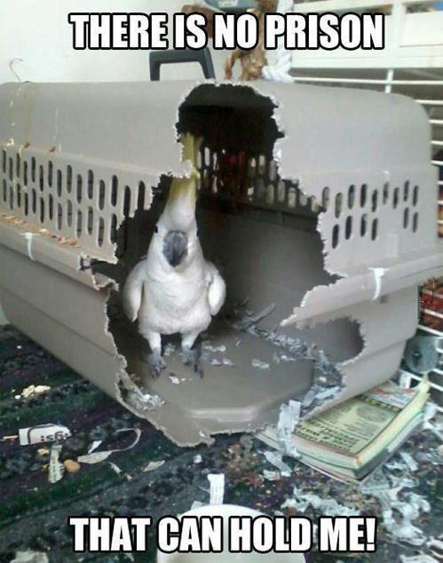 Just cool parrot !