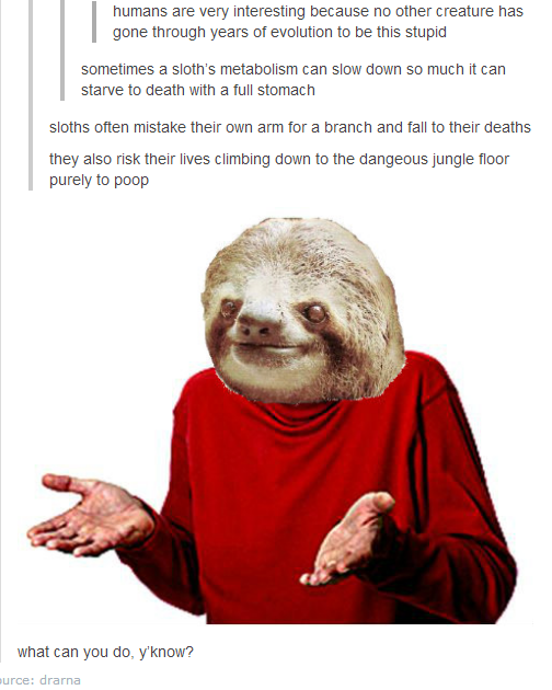 The truth behind sloths.