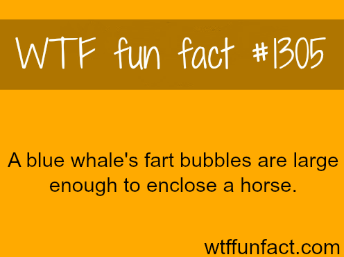 Blue whale's farts...