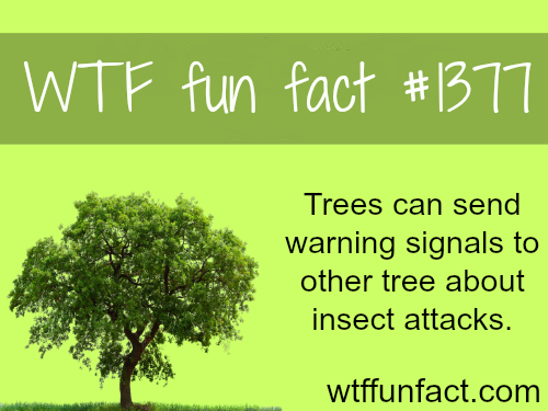 Yo dawg, I heard there was an insect attack going on...