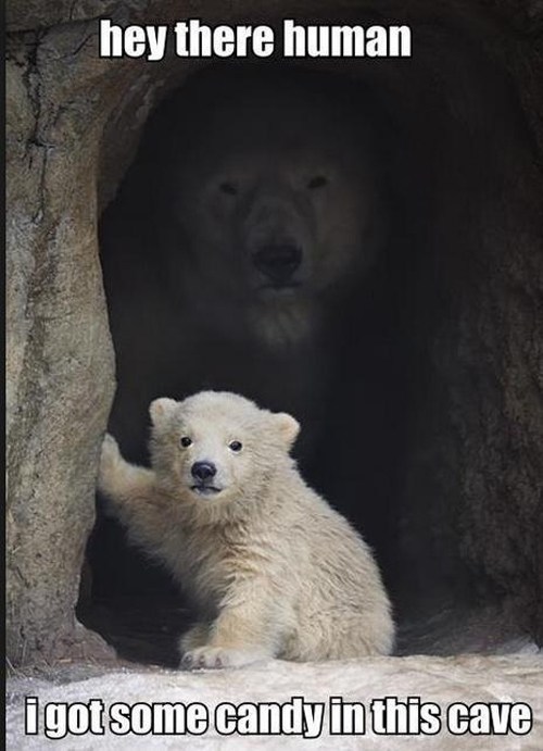 This one pictures gives a whole new meaning to "pedobear"
