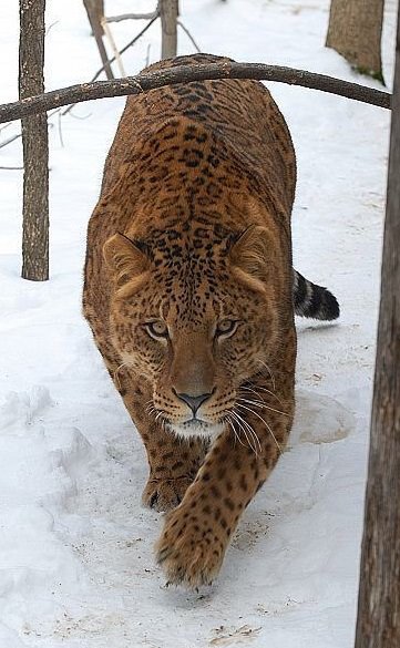 This is a Jaglion, a cross between a lion and a jaguar. Pure beauty!
