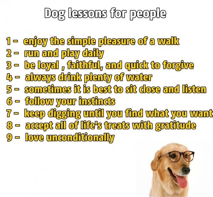 Dog lessons for people