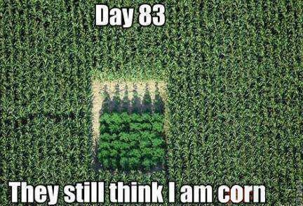 Dopest cornfield