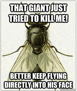 I hate flies